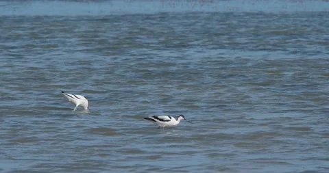 Pied avocet close up Stock Footage 139132090