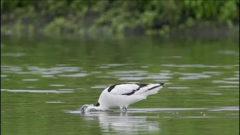 Pied avocet Stock Footage 225459911
