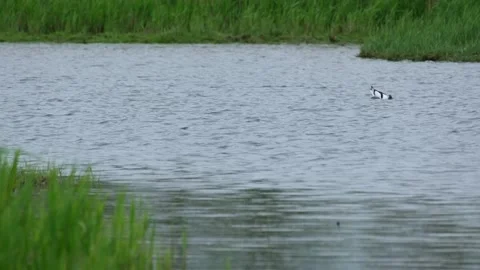 Pied Avocet Foraging and Diving for Food in a Wetland Lagoon Stock Footage 336403788