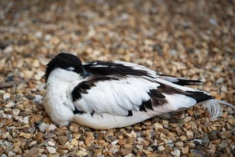 A pied Avocet Stock Photos