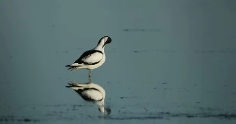 Pied avocet preening Stock Footage 105632260