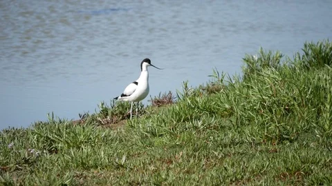 Pied avocet (Recurvirostra avosetta) walking on the lake edge Stock Footage