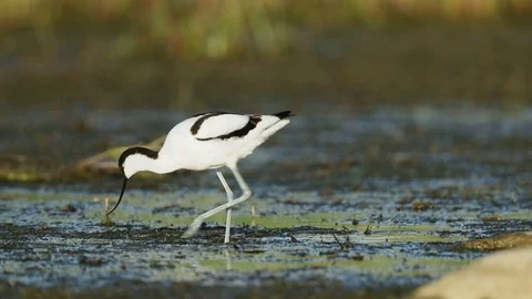Pied avocet walking slow motion Stock Footage 105632215