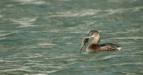 Pied-Billed Grebe Bird Capturing Shaking Carrying Killing Fish Prey in Ocean Video stock 282934461
