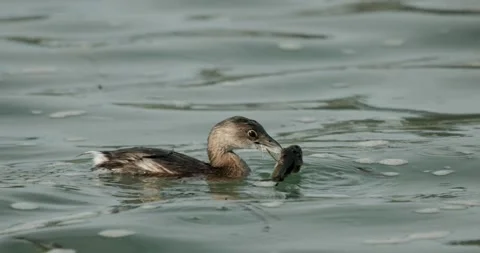 Pied-Billed Grebe Capturing Shaking Killing Large Fish Prey in Pacific Ocean Bay Video stock 282935468