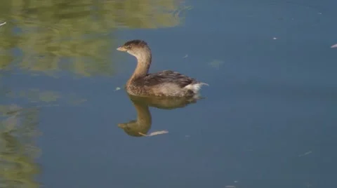  Pied-billed Grebe Stock Footage 45530954
