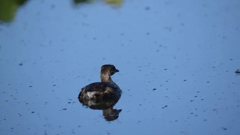 Pied-billed Grebe Stock Footage 81715911