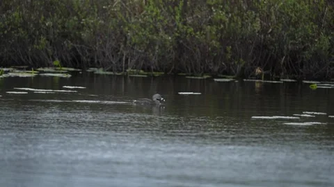 Pied-Billed Grebe Foraging Among Lily Pads in Wetland Stock Footage 337353290