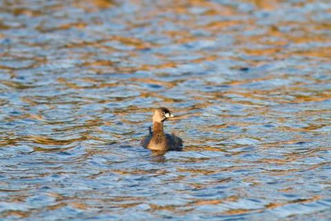 Pied-billed Grebe Stock Photos