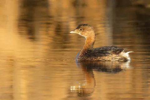 Pied billed Grebe Stock Photos