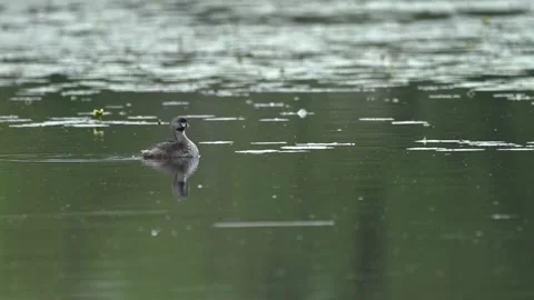 Pied-Billed Grebe Preening and Shaking Water Off on Calm Wetland Stock Footage 337203389