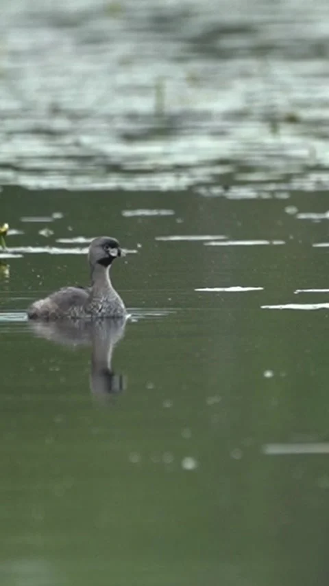 Pied-Billed Grebe Preening on Calm Lake with Water Lilies Stock Footage 338030900