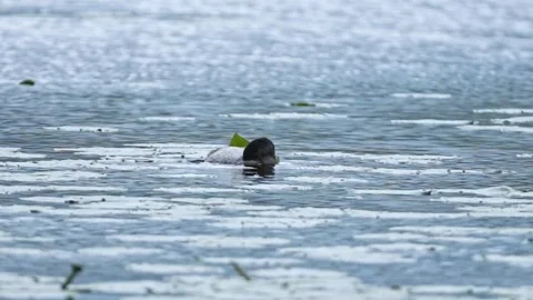 Pied-Billed Grebe Preening Near Lily Pads on Calm Water Stock Footage 337356576
