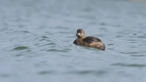 Pied-Billed Grebe Riding Waves in Lake Slo-Mo 4K Stock Footage 265712919