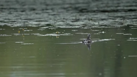 Pied-Billed Grebe Scratching and Floating on Calm Water Stock Footage 337352453