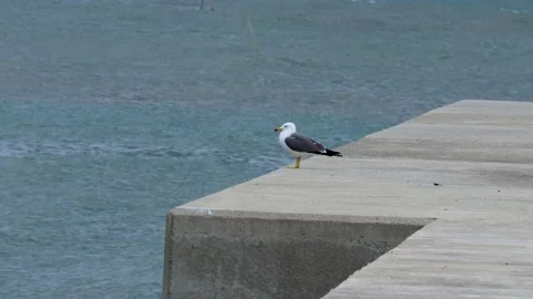 A pied-billed gull looking over Stock Footage 237918848