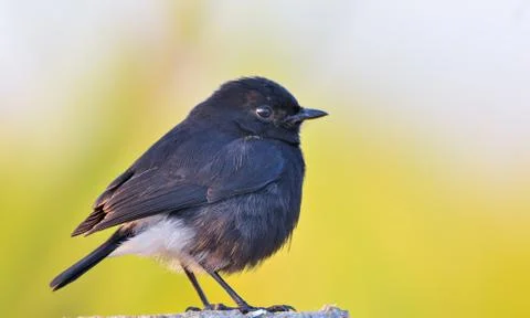 Pied bushchat Foto stock