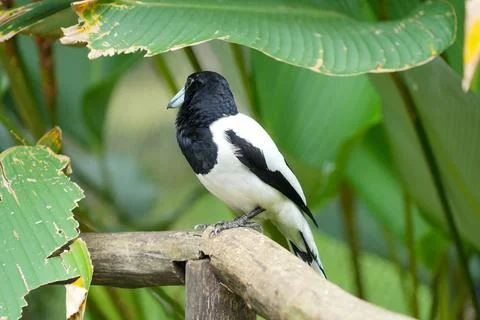 A Pied Butcherbird perched elegantly on a wooden branch. 스톡 사진