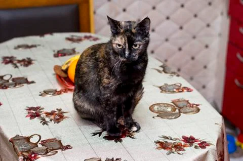 Pied cat on the kitchen table Stock Photos
