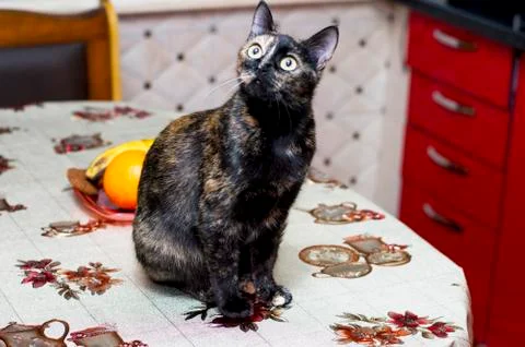 Pied cat sitting on the kitchen table Stock Photos