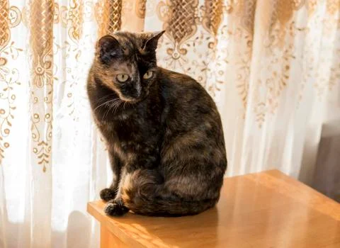 Pied cat on the table by the window Stock Photos