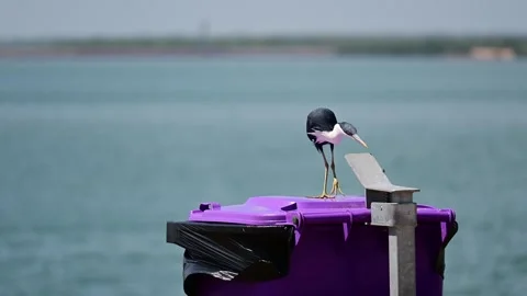 Pied Cormorant Catches a Fly Stock Footage 250976578