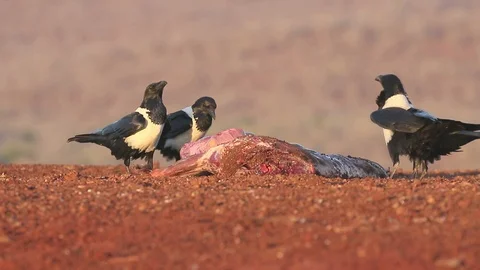 Pied crow, Corvus albus Stock Footage 98312295