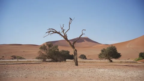 Pied crow perching on a dead tree in the Namib desert of Namibia, red sand dunes Stock Footage 333341031