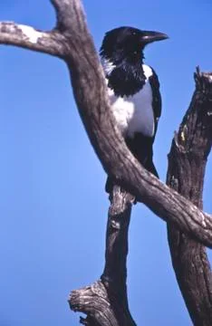 Pied crow Stock Photos