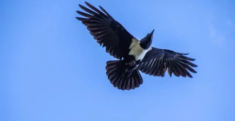 Pied crow Stock Photos
