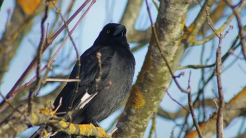 Pied Currawong Perched On Bare Tree Branch Squawks Australia, Victoria, Stock Footage 291637107