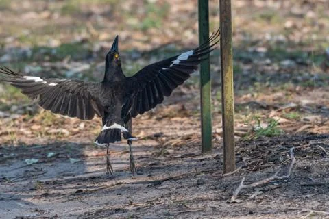 Pied Currawong Stock Photos
