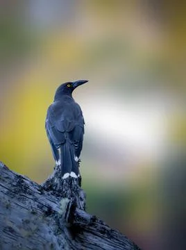 Pied Currawong Stock Photos