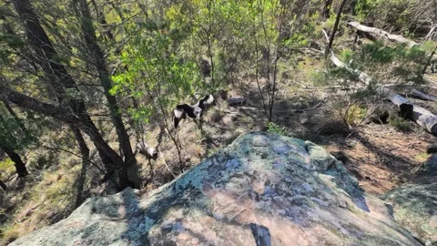 Pied Currawong Taking Flight and Landing on a Rocky Outcrop Stock Footage 345219637