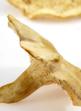 PIED DE MOUTON hydnum repandum Stock Photos