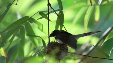 Pied Fantail Nesting Stock Footage 199343467