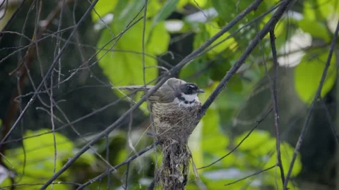 Pied fantail resting inside cup nest before flying away to reveal babies Stock Footage 339654750