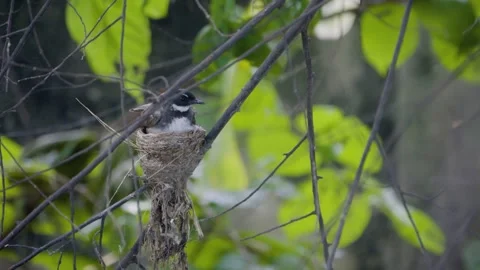 Pied fantail resting inside its cup nest and looking around behind tree branches Stock Footage 339654780