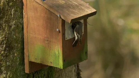 Pied flycatcher 1c Ficedula hypoleuca pair at nestbox Stock Footage 148515853
