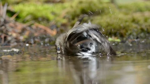 Pied flycatcher Video stock 76318257