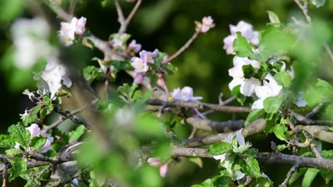 Pied flycatcher sitting in the apple tree and search insects, spring Stock Footage 154531274