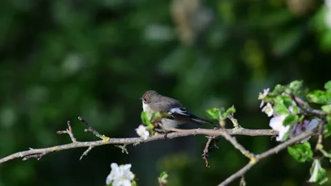 Pied flycatcher sitting in the apple tree and call, spring Video stock 154531307