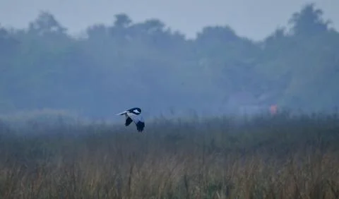 Pied harrier Stock Photos