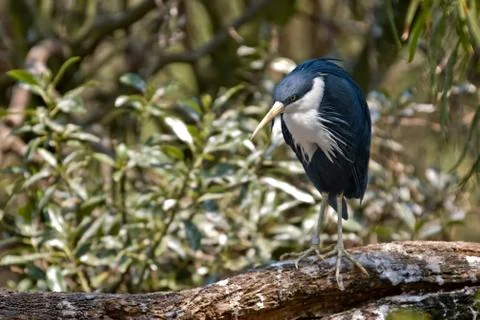 Pied heron Stock Photos
