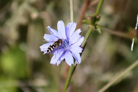 Pied hoverfly on a blue common chicory flower in bloom closeup view with blur Stock Photos