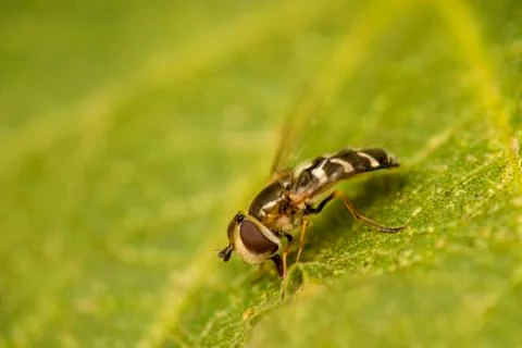 The pied hoverfly in a macro Stock Photos