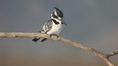 Pied kingfisher, Ceryle rudis Stock Footage 98312787
