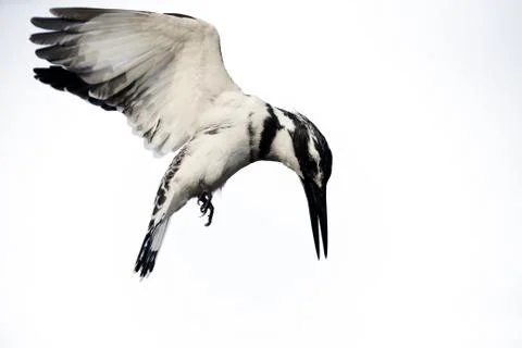 Pied kingfisher, Ceryle rudis Foto stock