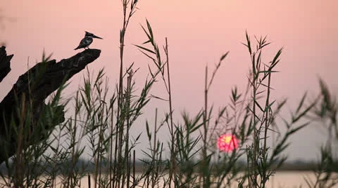 Pied kingfisher Vídeos de archivo 24335243