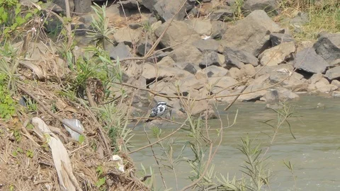 Pied Kingfisher. Stock Footage 120085549